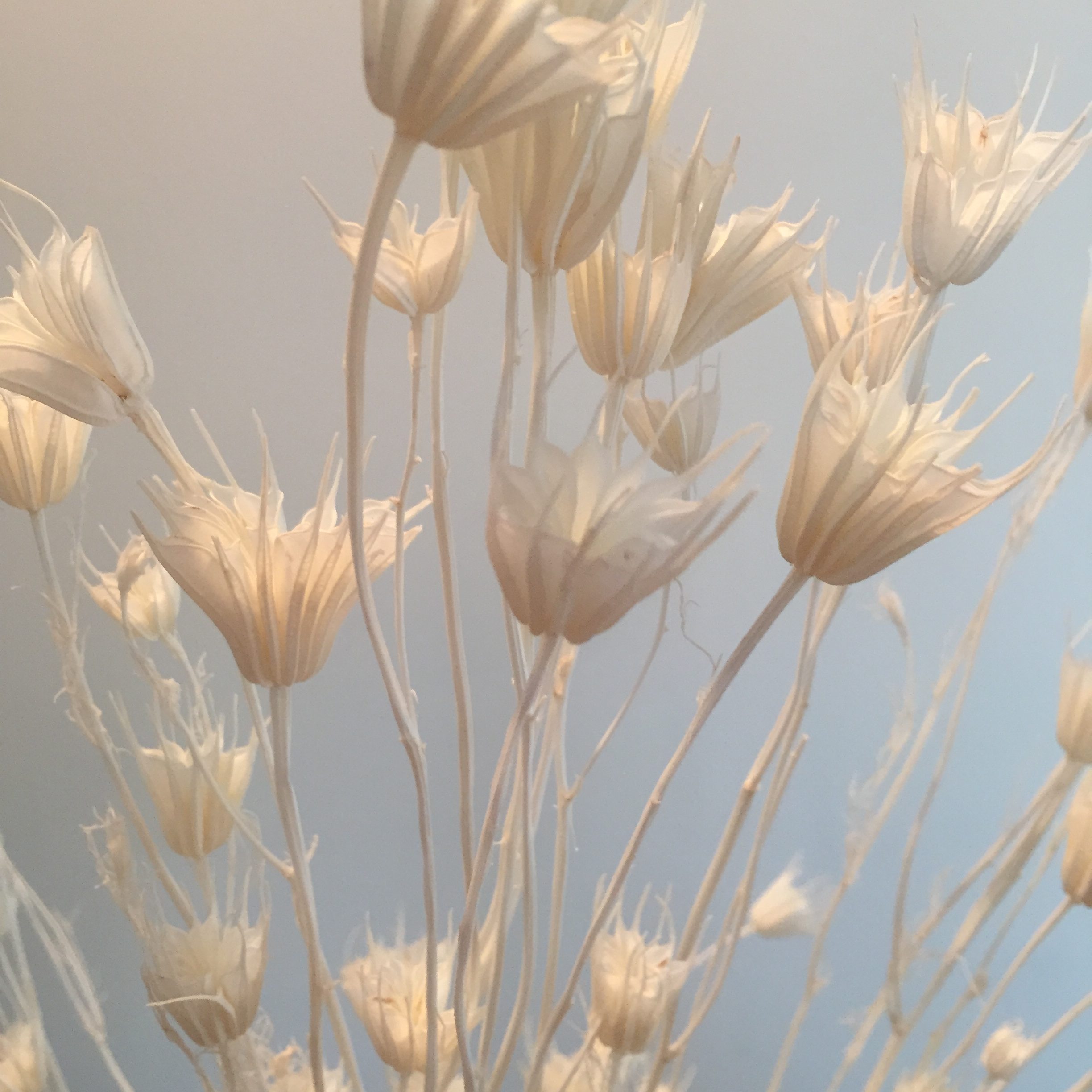 Fleurs séchées - Nigelle blanche - Maison B.